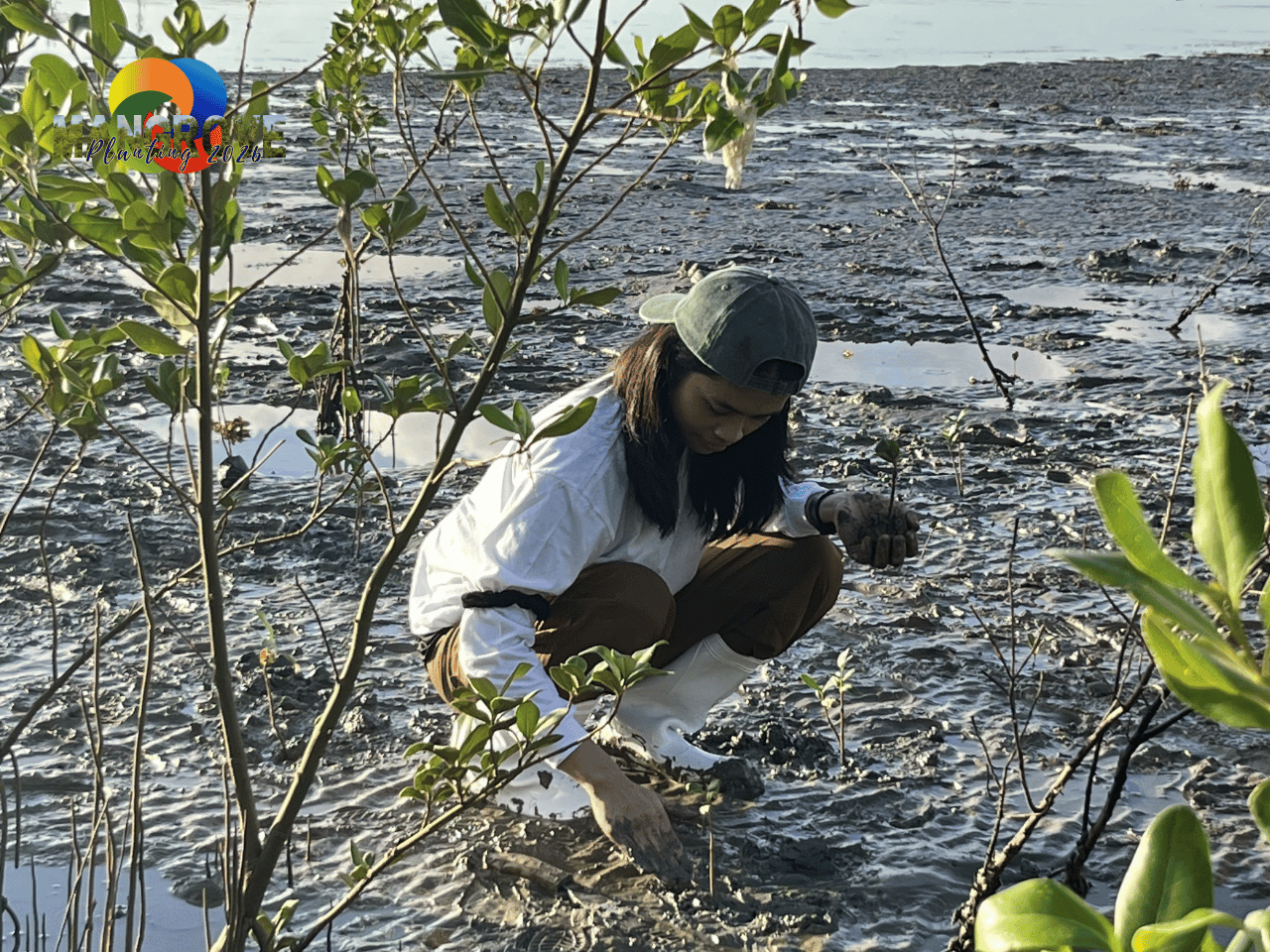 MANGROVE PLANTING 20263
