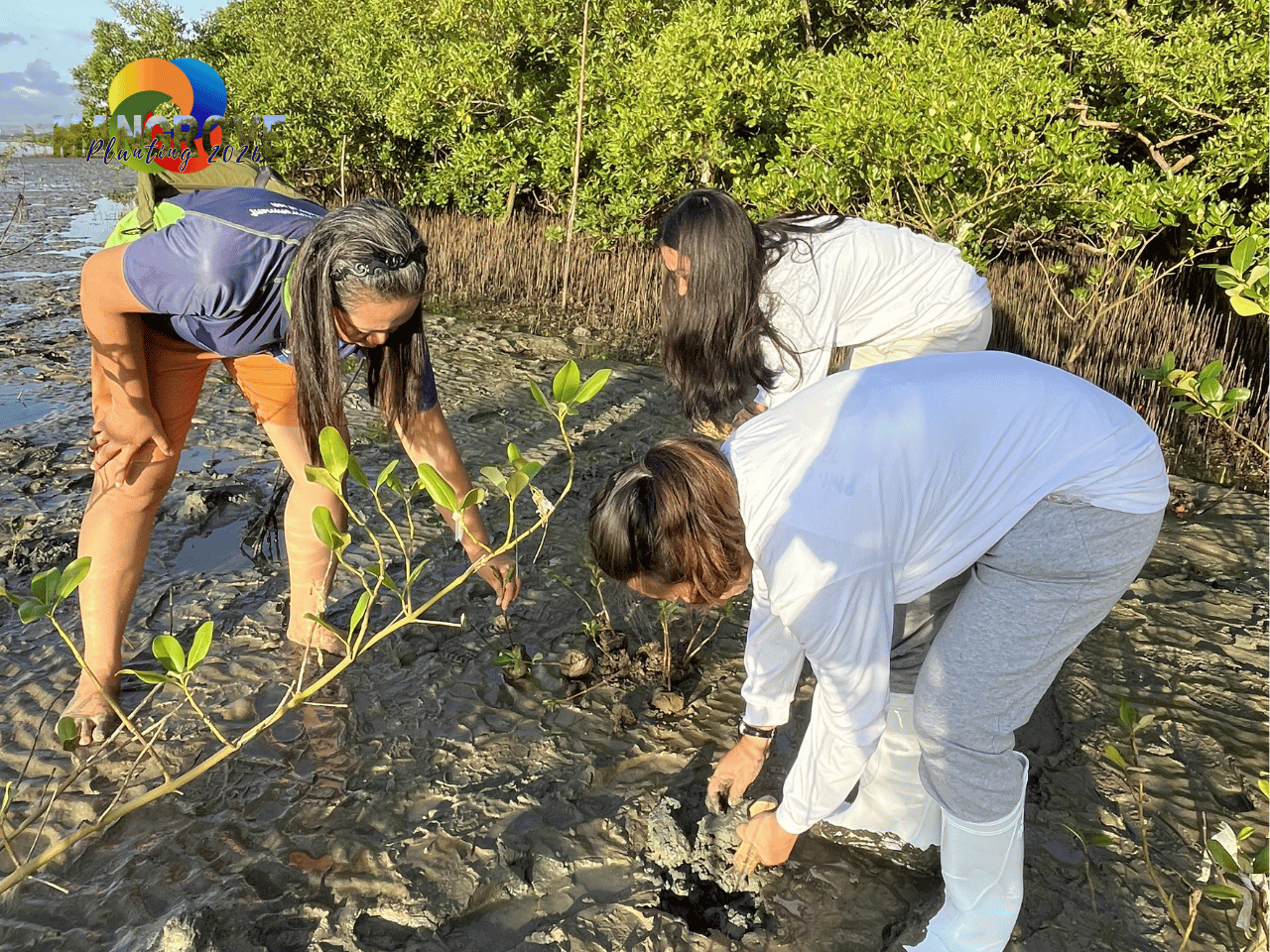 MANGROVE PLANTING 20265
