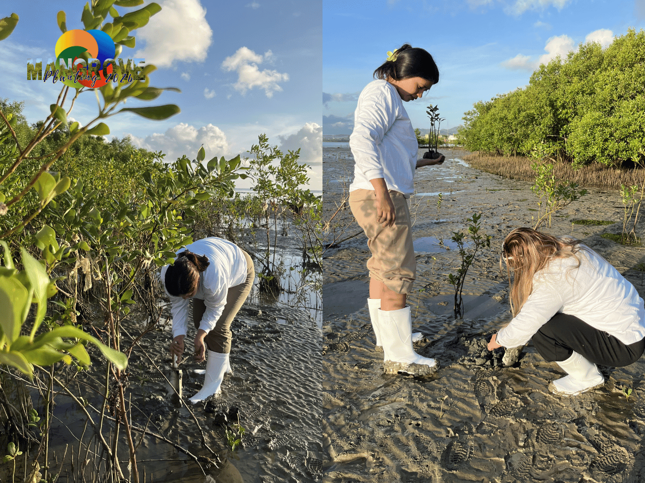 MANGROVE PLANTING 20268