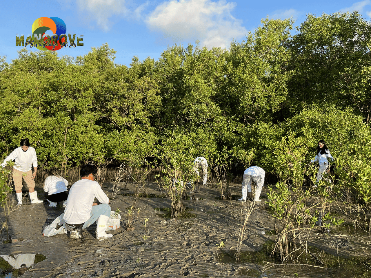 MANGROVE PLANTING 20269