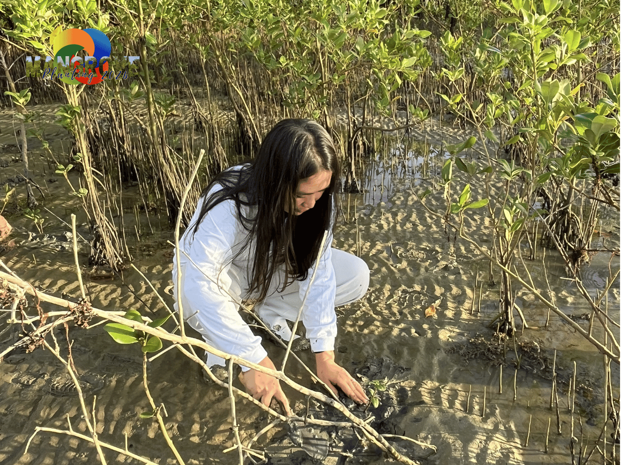 MANGROVE PLANTING 202611