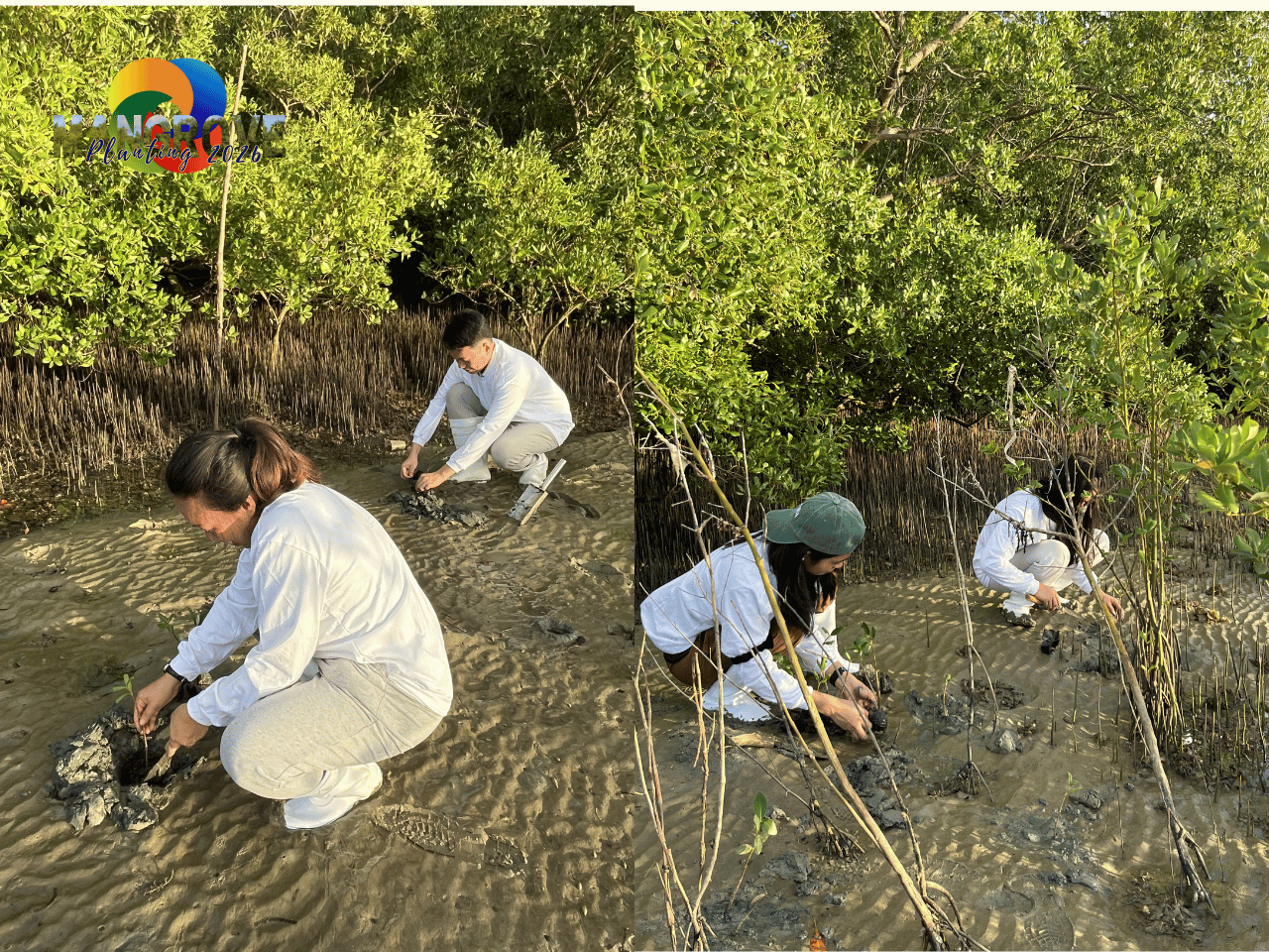 MANGROVE PLANTING 202617