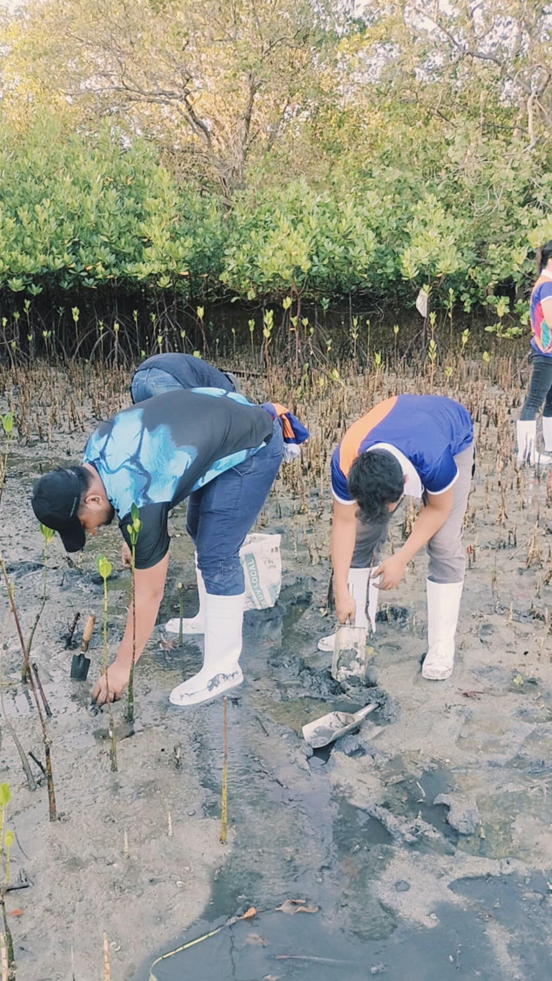 Mangrove Planting May 202510