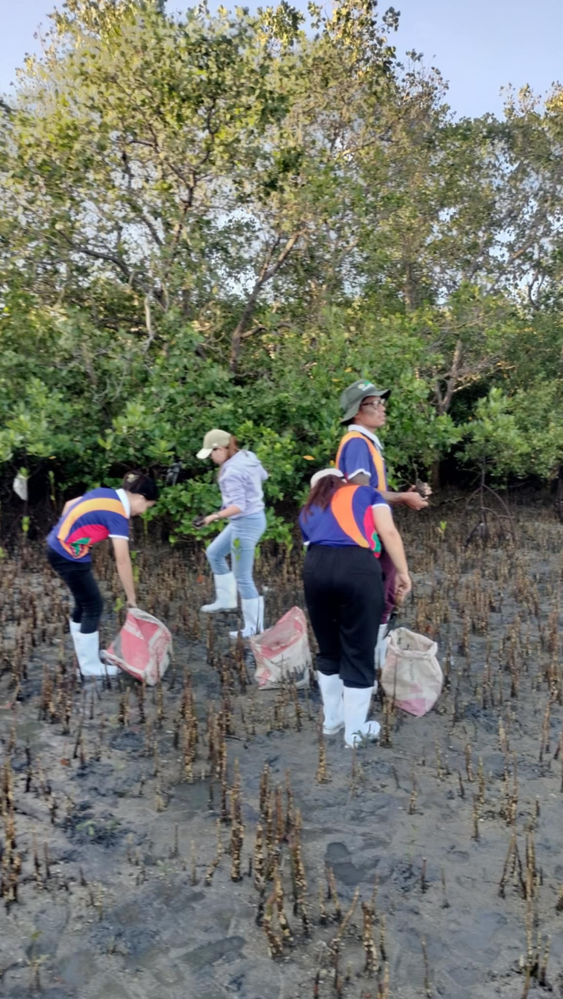 Mangrove Planting May 202512