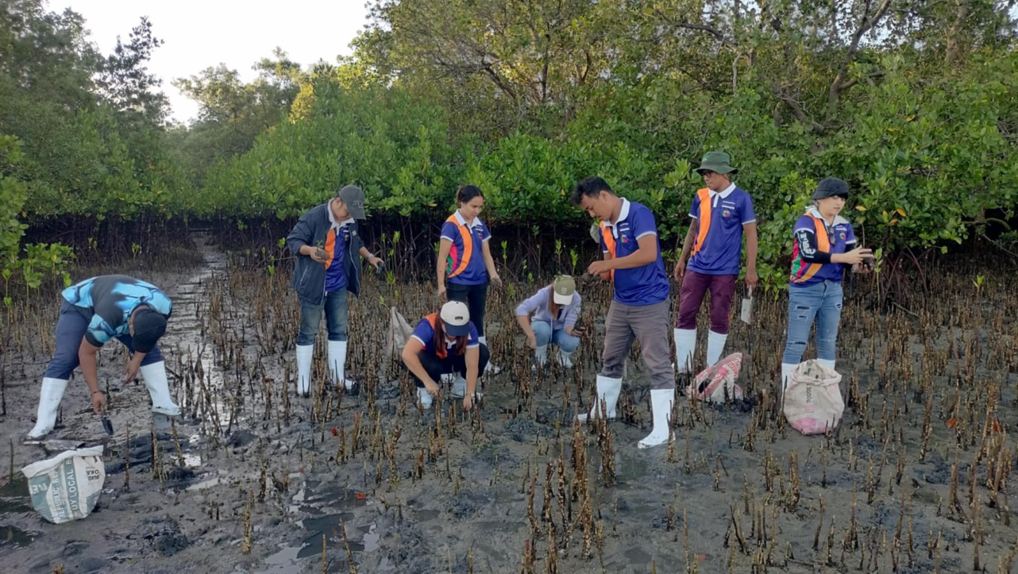 Mangrove Planting May 20257