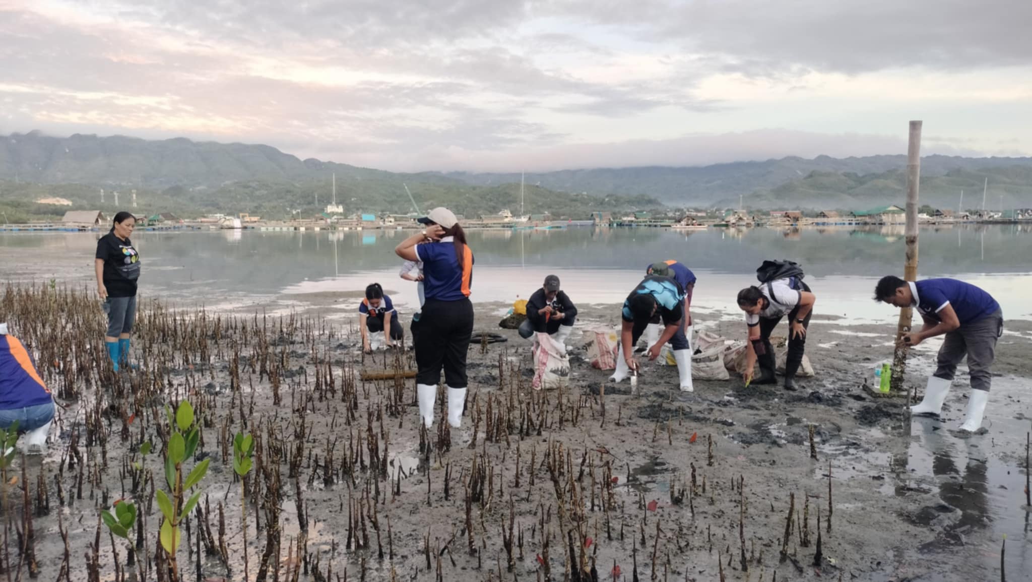 Mangrove Planting May 20259
