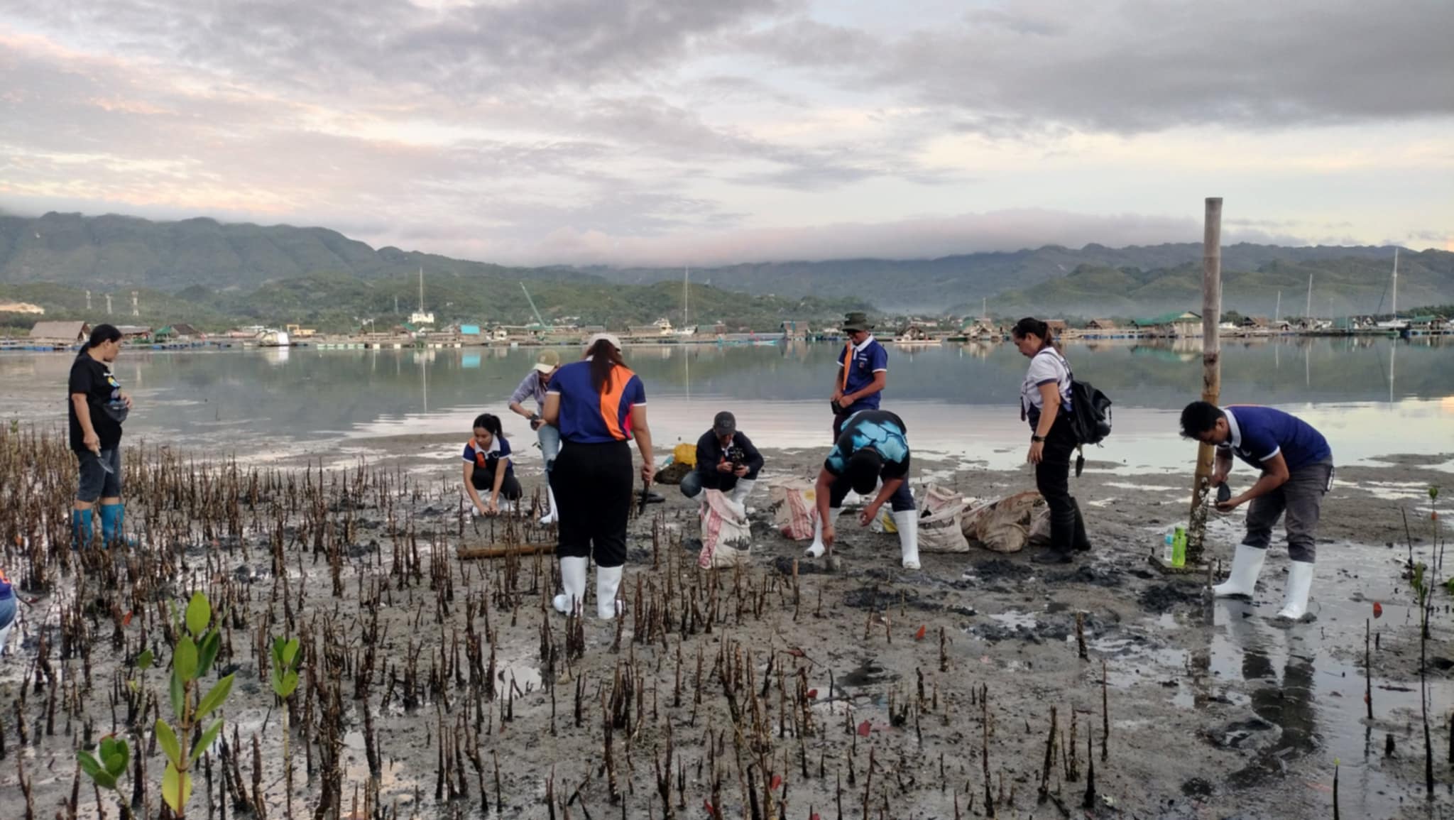 Mangrove Planting May 202526
