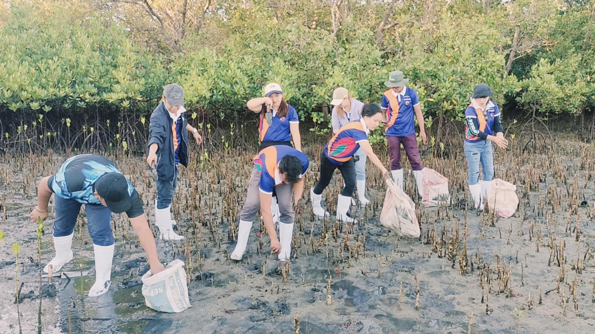 Mangrove Planting May 202514
