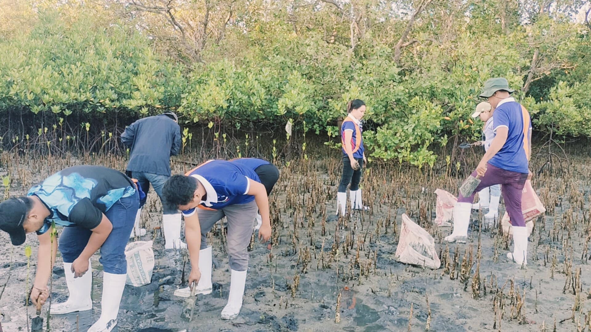 Mangrove Planting May 202531