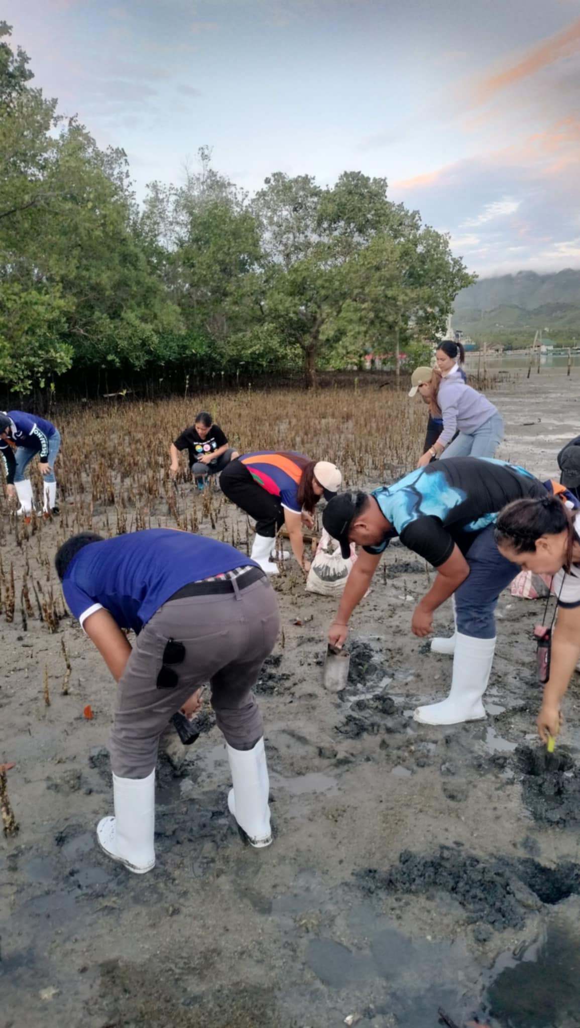 Mangrove Planting May 20258