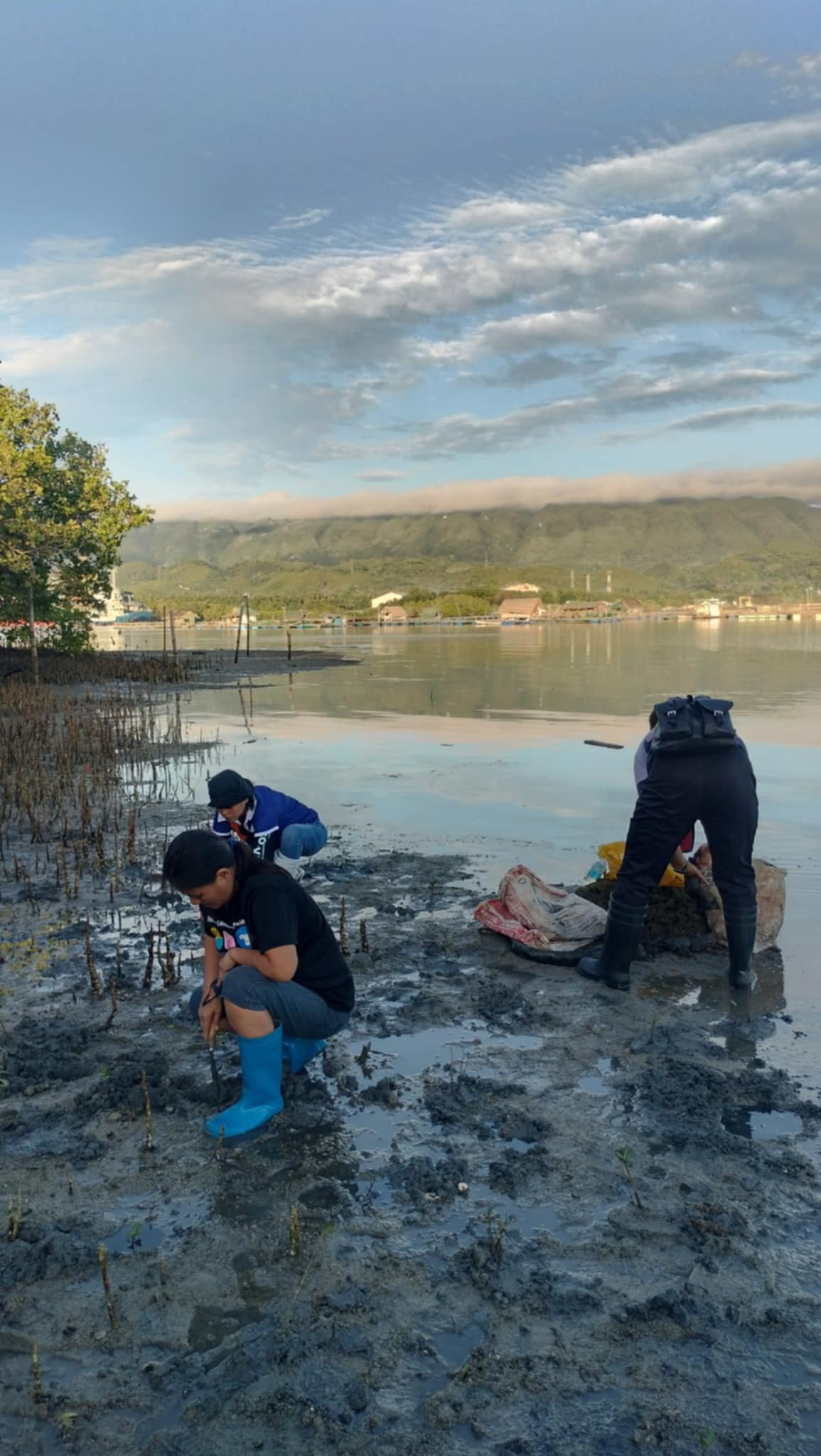 Mangrove Planting May 202528