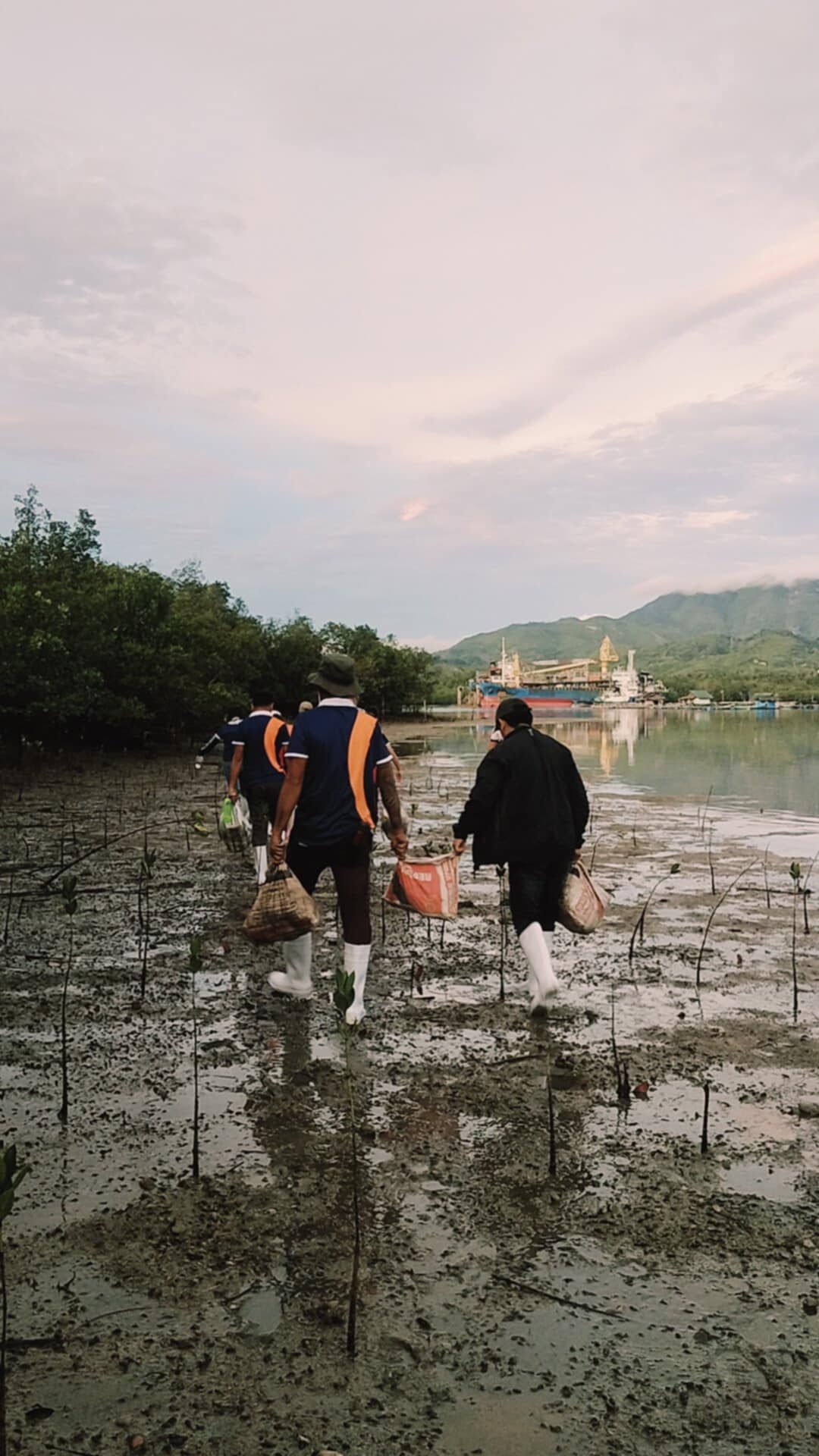 Mangrove Planting May 202518