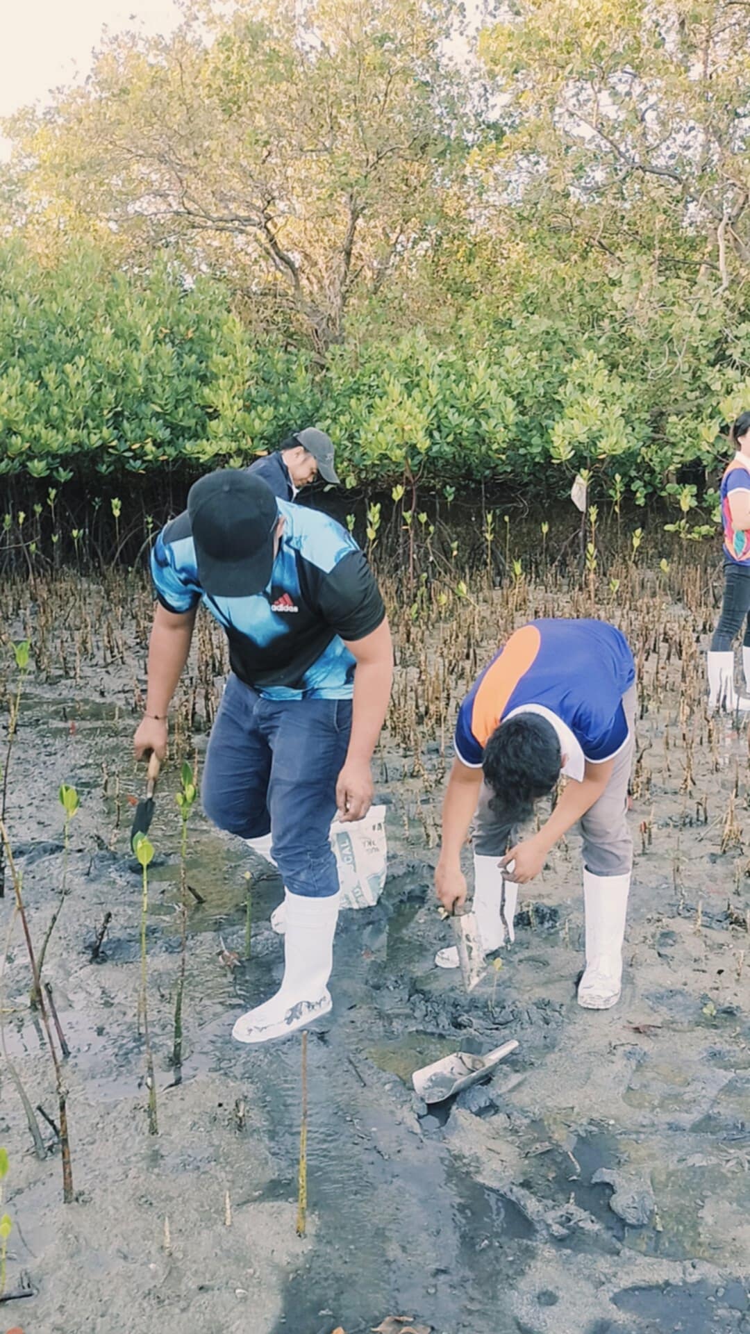 Mangrove Planting May 20255