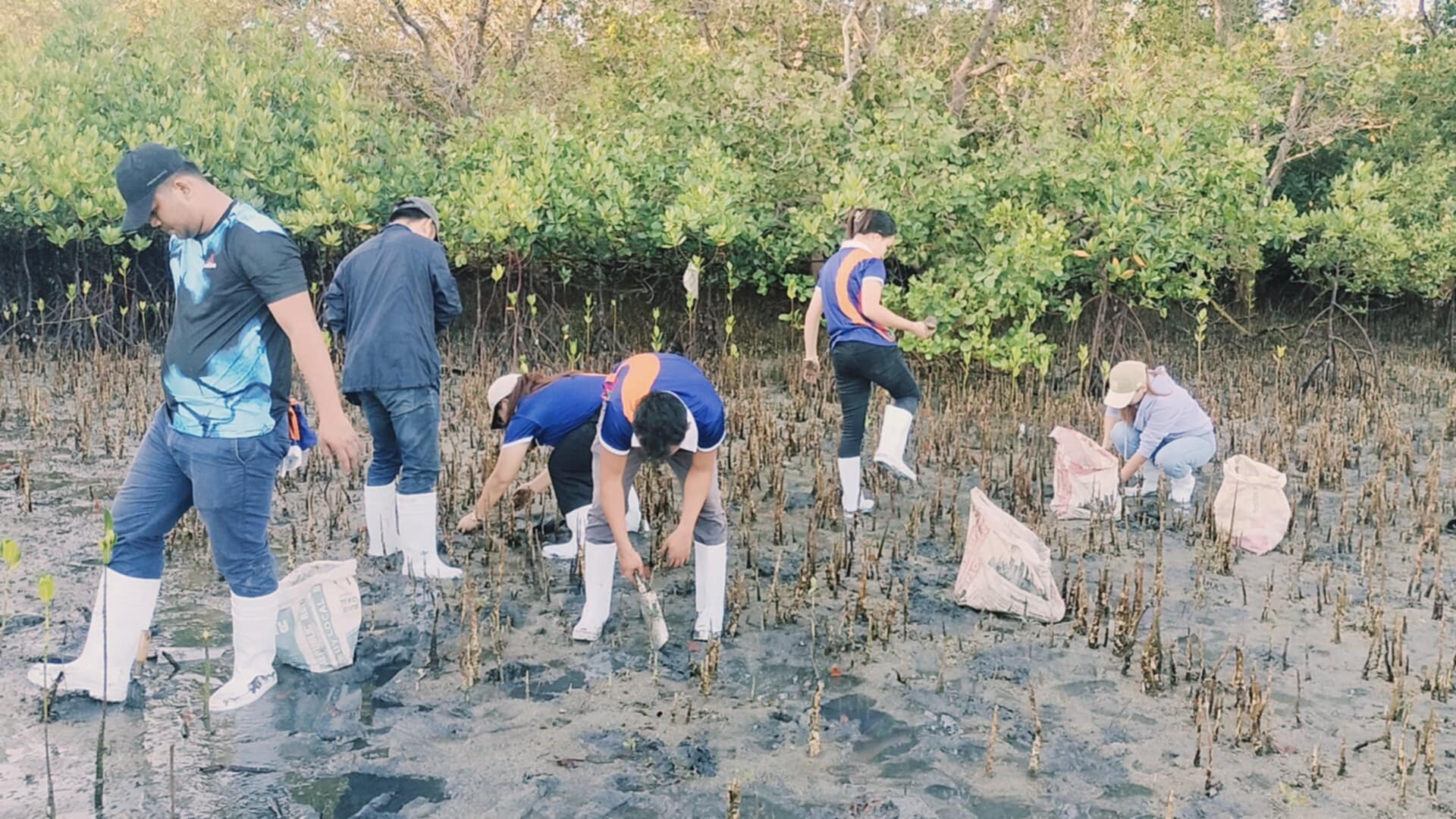 Mangrove Planting May 202530