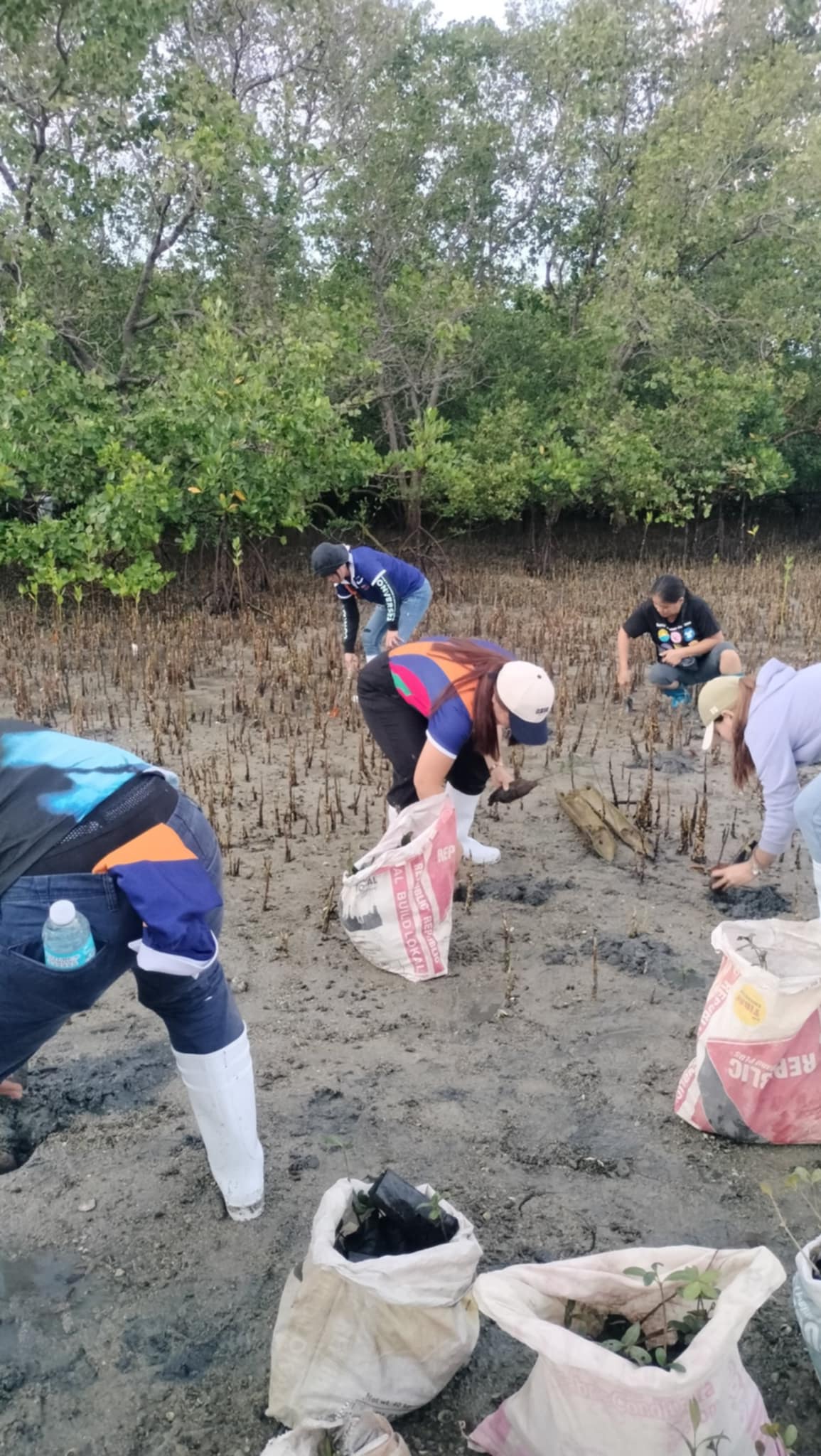 Mangrove Planting May 202523