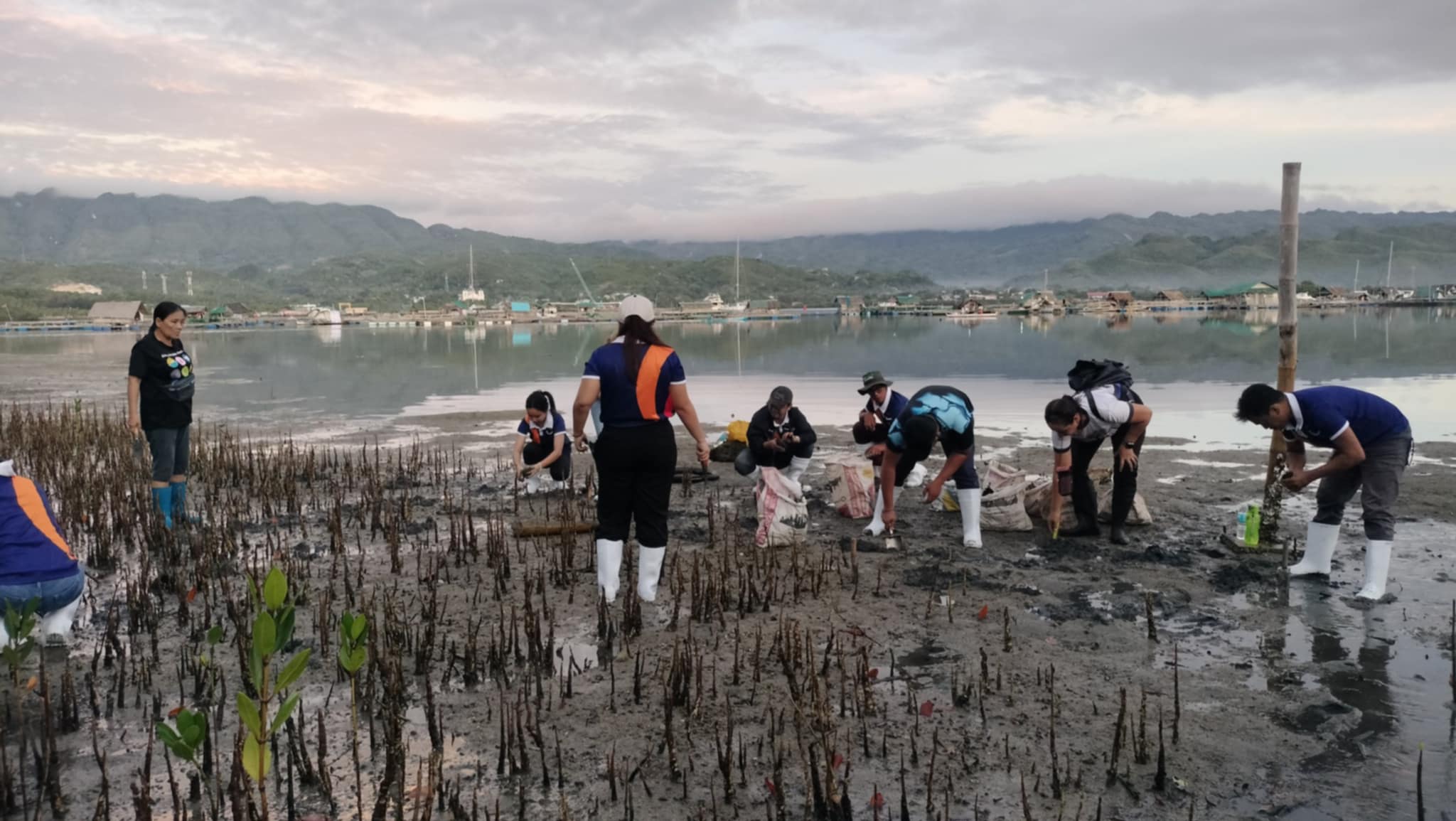 Mangrove Planting May 20252