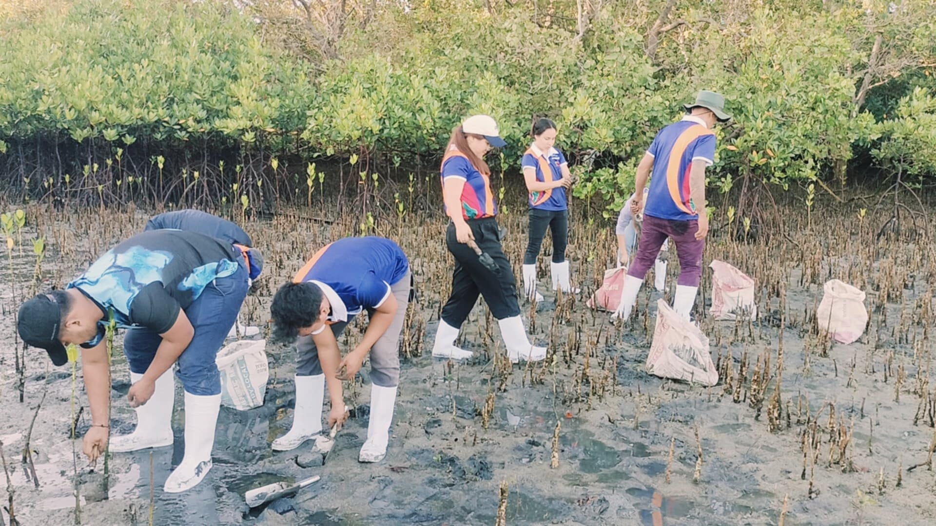 Mangrove Planting May 202521